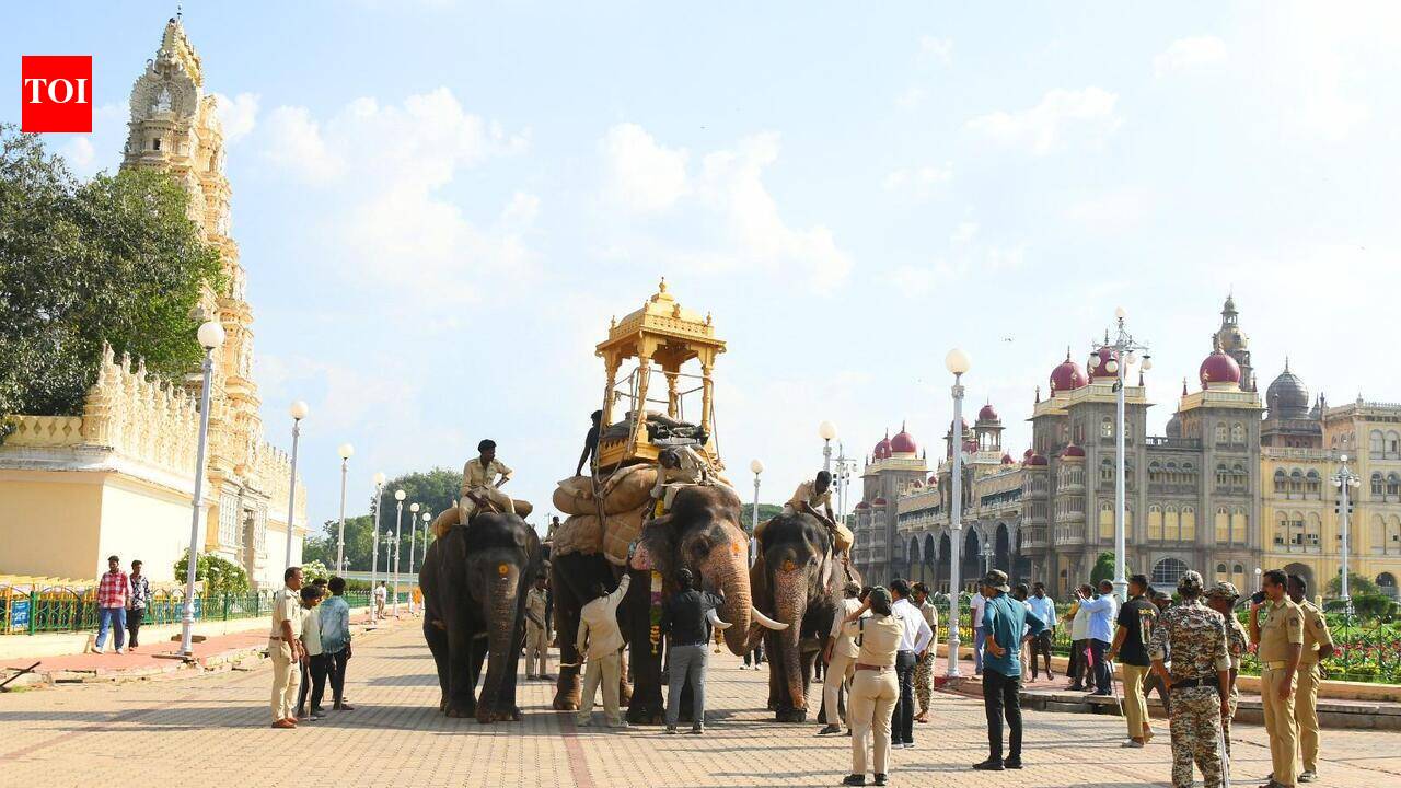Foresters to select howdah elephant this week | Mysuru News - The Times ...