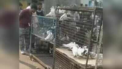 Galiff St nearly empty after HC order, pet traders confused about licence
