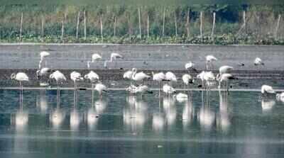 Migratory birds set to arrive but ‘drying’ Najafgarh wetland not in shape to host them