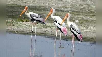 Migratory birds set to arrive but ‘drying’ Najafgarh wetland not in shape to host them