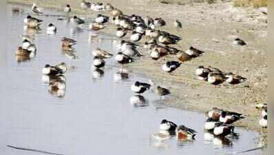 Migratory birds set to arrive but ‘drying’ Najafgarh wetland not in shape to host them