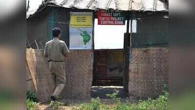 Turtle conservation panel to review apex court SOPs, steps up night patrol