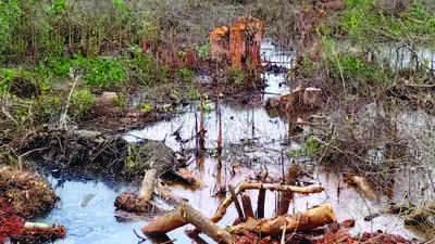 Goa Green Brigade demands action over Moira mangrove destruction