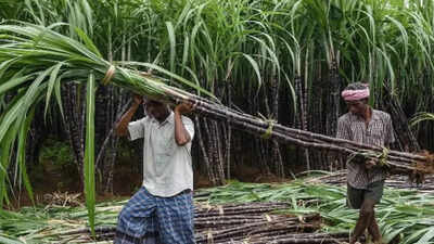 Panel to address grievances of sugarcane growers