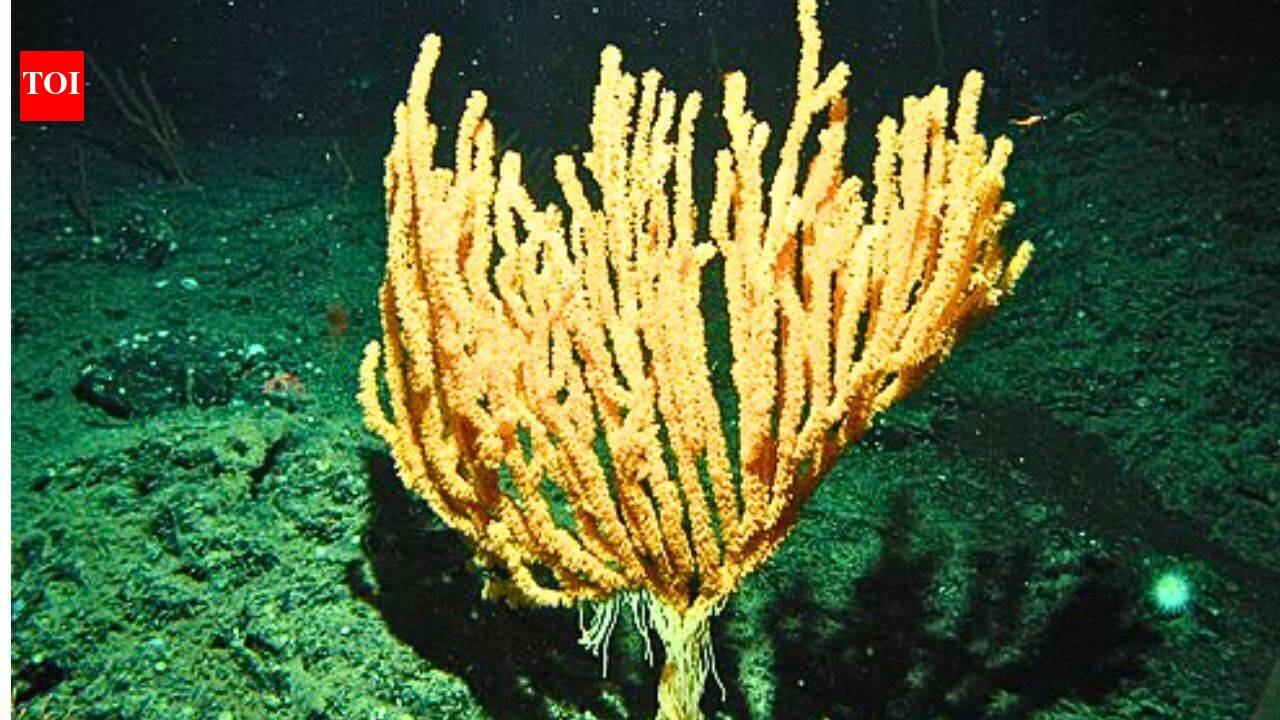 Scientists discover hidden bamboo coral forest in the South China Sea nearly 1,400 metres below the surface