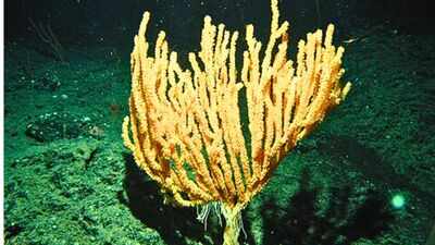 Scientists discover hidden bamboo coral forest in the South China Sea nearly 1,400 metres below the surface