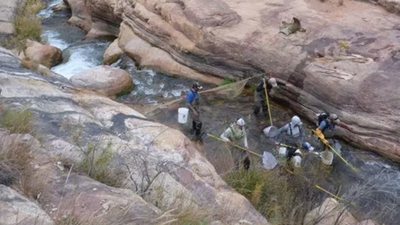 In 2006, Grand Canyon began a major trout-reduction effort in Bright Angel Creek; after invasive brown and rainbow trout were suppressed, the National Park Service says native fish populations increased by more than 400%