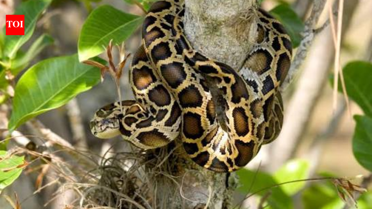 A 16-foot Burmese python weighing 147.9 pounds was released after ...