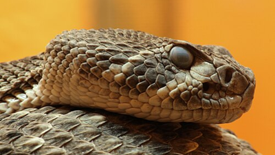 A Florida father and son found an eastern diamondback rattlesnake outside their home; wildlife officers removed it in 30 minutes