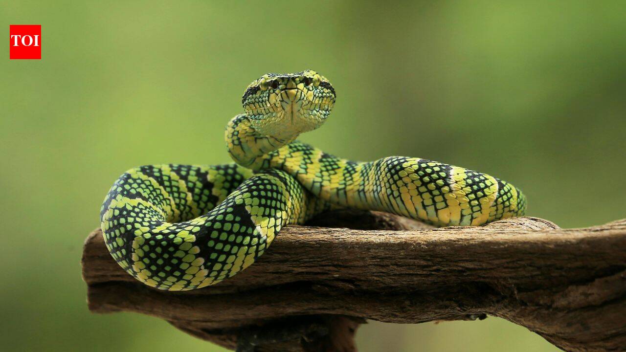 An ancient Brazilian snake fossil reveals the origin of snakes - The ...
