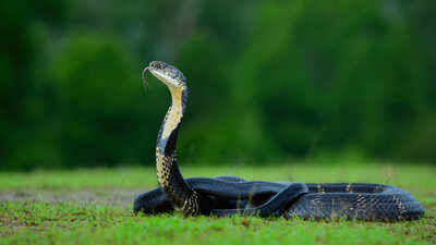 Venomous snakes are more likely than non-venomous species to have conspicuous colours; researchers suggest that visibility may play a role in how predators recognise potential danger