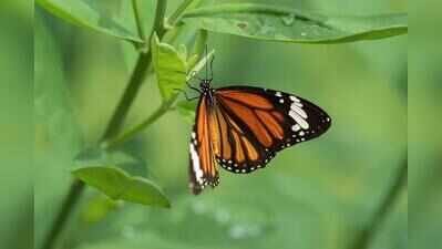 195 students, volunteers turn citizen scientists to document butterflies