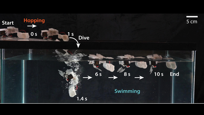 Scientists develop a tiny 98-gram hopping robot that uses snapping elastic metal rods to move faster across six terrains, climb stairs and swim through water