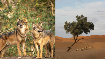 Wolves and foxes may be helping plants spread across the Sahara Desert; scientists found seeds from eight species in their droppings