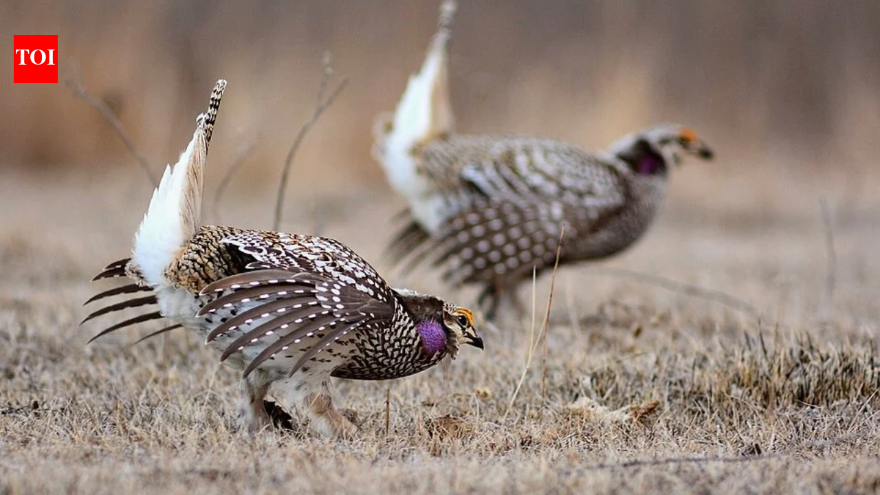 They brought a 'dead' farm back to life—and the wildlife returned in a way they never expected.