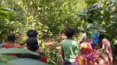 Elephant tramples elderly man to death in Keonjhar