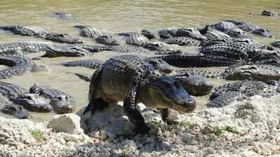 Florida's alligators create deep-water ponds during dry seasons; these predators help other animals survive