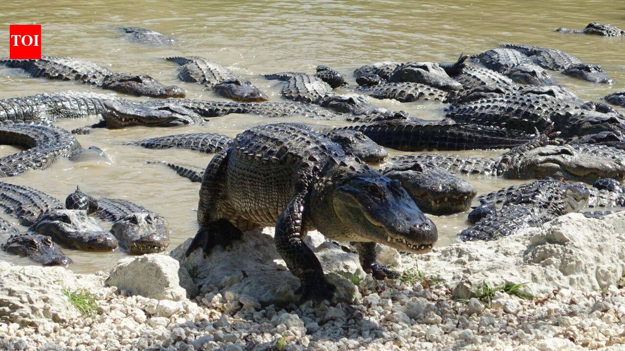 Florida's alligators create deep-water ponds during dry seasons; these predators help other animals survive