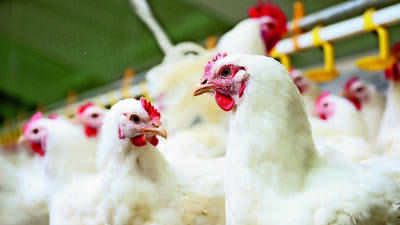 Chicken prices defy Dasara trend, near Rs 300/kg in AP