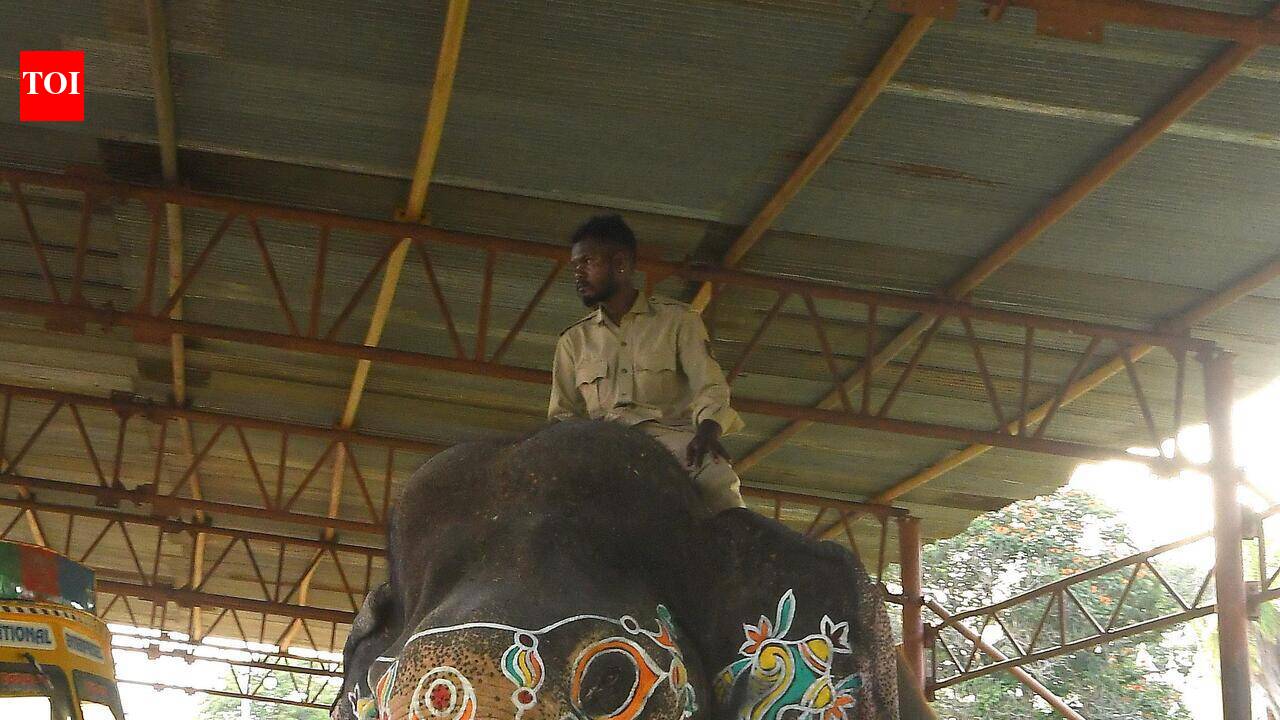 Dasara howdah jumbo choice narrows after Mahendra fails test | Mysuru ...