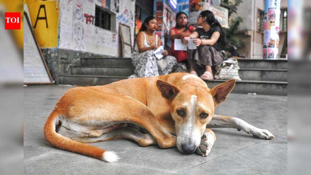 JU designates 5 areas on campus as dog feeding zones