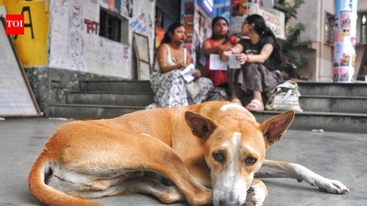 JU designates 5 areas on campus as dog feeding zones