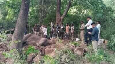 Female elephant dies despite treatment in ATR