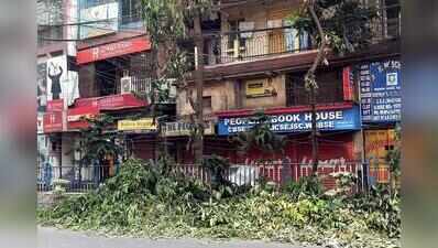 Pre-puja hoarding blitz may put roadside trees at risk: Experts