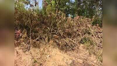Heritage activist flags alleged tree cutting at Naya Qila, seeks forest dept inquiry