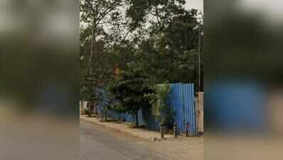 Residents seek explanation from PMC after 7 young trees felled sans intimation in Koregaon Park