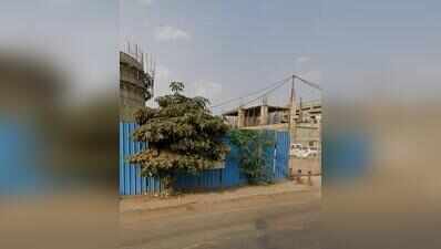 Residents seek explanation from PMC after 7 young trees felled sans intimation in Koregaon Park