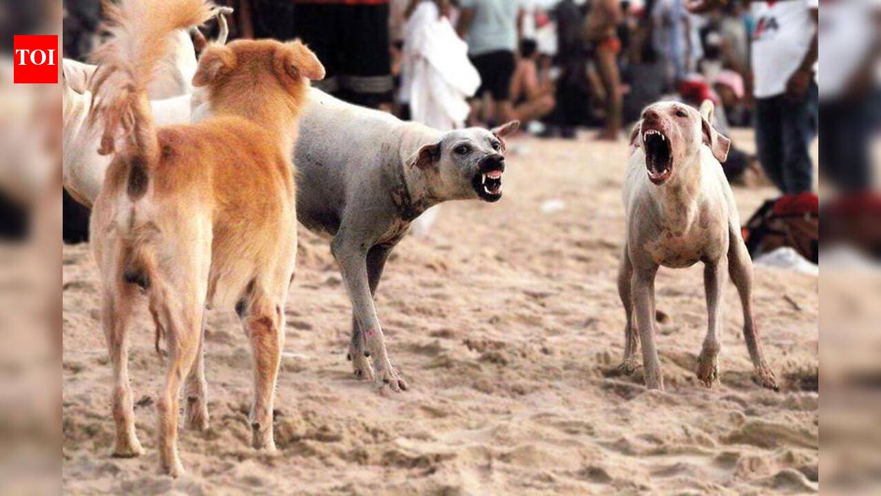 Tourism dept’s plan to relocate stray dogs from beaches opposed