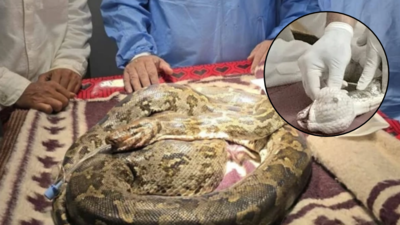 8.5-kg python rescued with 200-gram tumour in its mouth in Chhattisgarh; doctors operate for over 2 hours