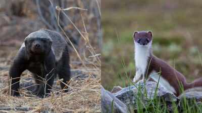 Small, fast, and unforgiving: 5 Tiny animals you shouldn't underestimate