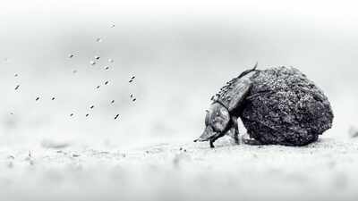 Oscar Whitfield wins 2026 Young Wildlife Photographer of the Year title with close-up image of a dung beetle in Zimbabwe’s Zambezi National Park, along with five other stunning pictures
