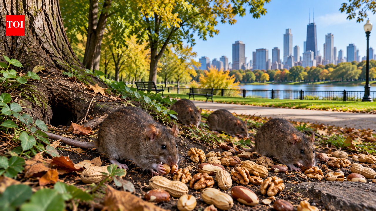 Chicago billionaire, 94, fed squirrels for years; now rats plague a park and market