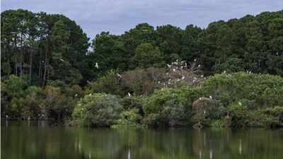 In 1985, Charleston Museum received over 700 acres on James Island from the Dill family; 41 years later, it is putting over $15 million in easement value towards permanently blocking development