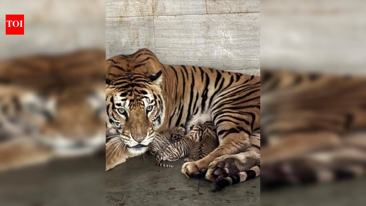 Tigress Sunaina welcomes first litter at JSR zoo