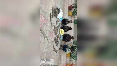 Forest department seizes 18 monitor lizards, arrests 3 for wildlife smuggling in Sikar