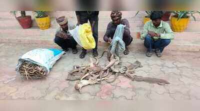 Forest department seizes 18 monitor lizards, arrests 3 for wildlife smuggling in Sikar