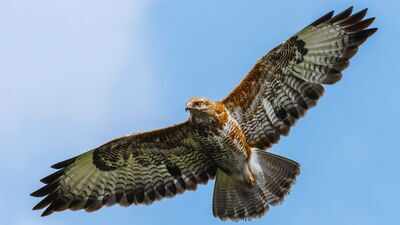 A conservation programme in Nagaland has involved former hunters in protecting migrating Amur falcons around Doyang Reservoir, turning local knowledge and community participation into tools for bird conservation