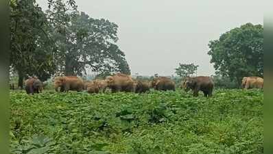 Keonjhar boy killed in elephant attack