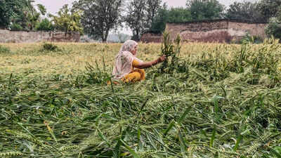 Uttarakhand CM announces relief for hailstorm-affected farmers