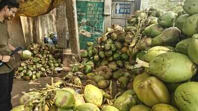 Drought, heat drive tender coconut prices to Rs 60 a piece