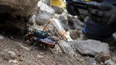 Researchers equip giant cockroaches with medical backpacks, fitted with cameras and syringes, the cyborgs search trapped survivors to deliver life-saving aid in disasters