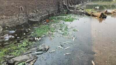 Mass fish deaths in Indrayani river spark pollution concerns in Alandi