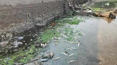 Mass fish deaths in Indrayani river spark pollution concerns in Alandi