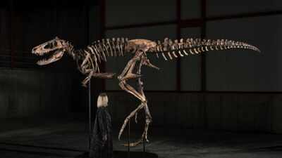 A Montana rancher found this dinosaur in 2019; now the 70%-complete Nanotyrannus, one of only three known skeletons, is on display in New York before an auction carrying a $6 million to $9 million estimate
