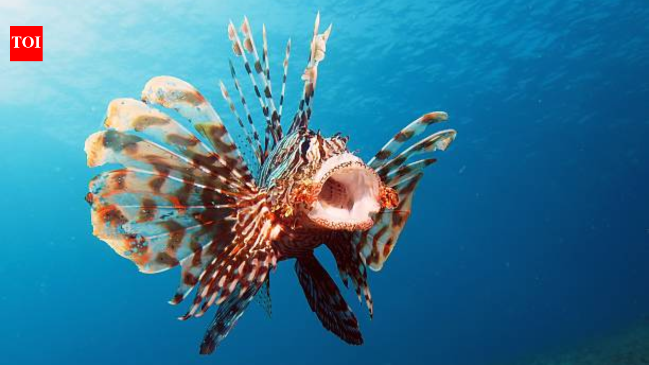 Brazil is paying fishers to hunt 'venomous invaders' threatening our reefs—and the fight is just beginning.