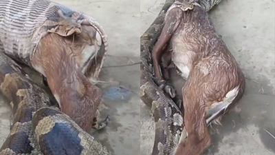 Python swallows a Nilgai calf and then does the unexpected: Shocking video goes viral; watch what the giant snake did during the rescue